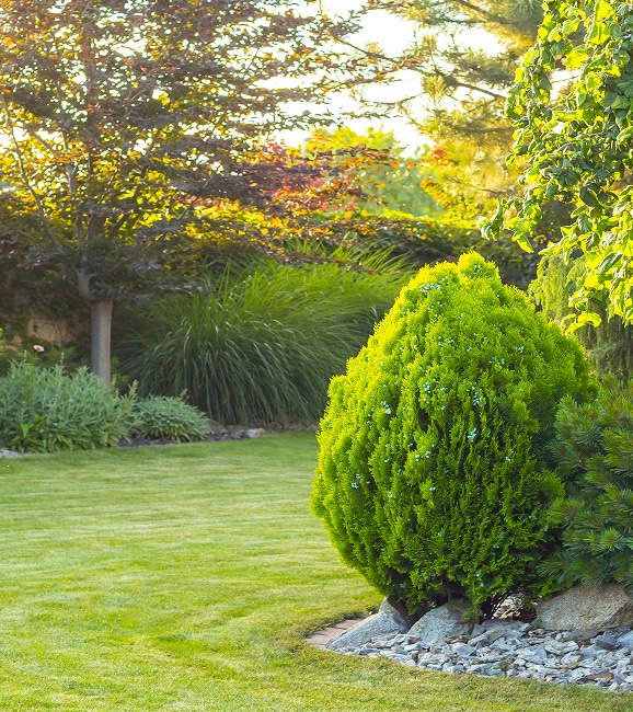 Jardin verdoyant avec une pelouse bien entretenue, un buisson conifère jaune-vert en forme de dôme bordé de roches et un arbre à feuilles pourpres au soleil couchant.